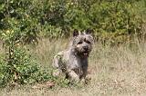 CAIRN TERRIER 054
